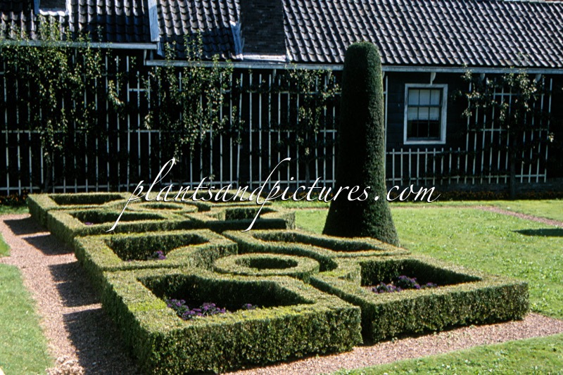 Buxus sempervirens (+Taxus baccata)