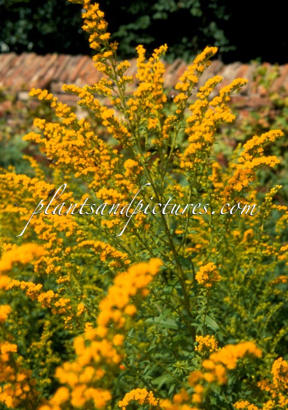 Solidago canadensis