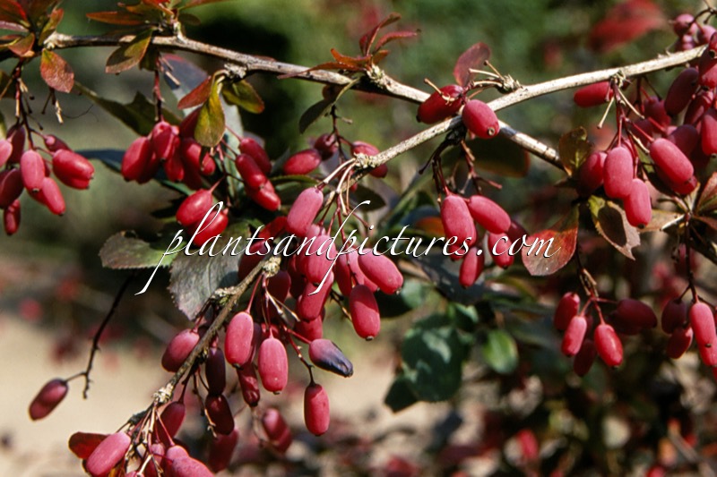 Berberis vulgaris