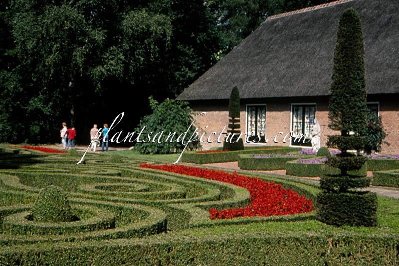 Buxus sempervirens (+Salvia splendens)