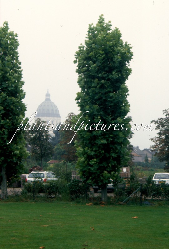 Platanus hispanica ‘Tremonia’