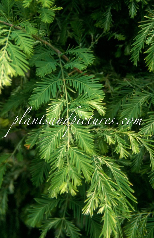 Metasequoia glyptostroboides ‘White Spot’