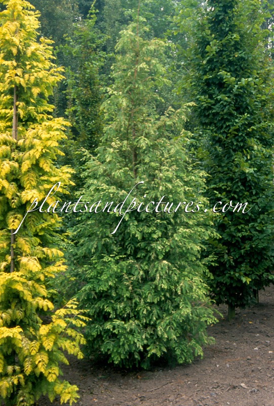 Metasequoia glyptostroboides ‘White Spot’