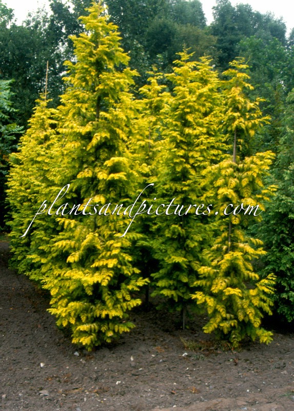 Metasequoia glyptostroboides ‘Ogon’ (GOLDRUSH)