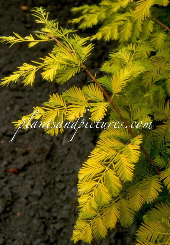 Metasequoia glyptostroboides ‘Ogon’ (GOLDRUSH)