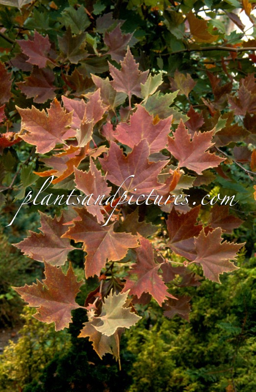 Platanus orientalis ‘Mirkovec’