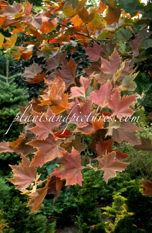 Platanus orientalis ‘Mirkovec’