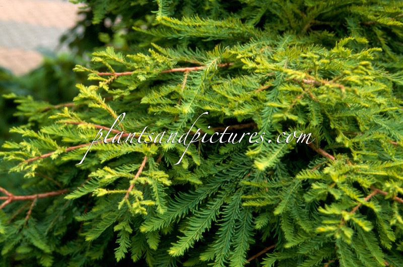Taxodium distichum ‘Secrest’