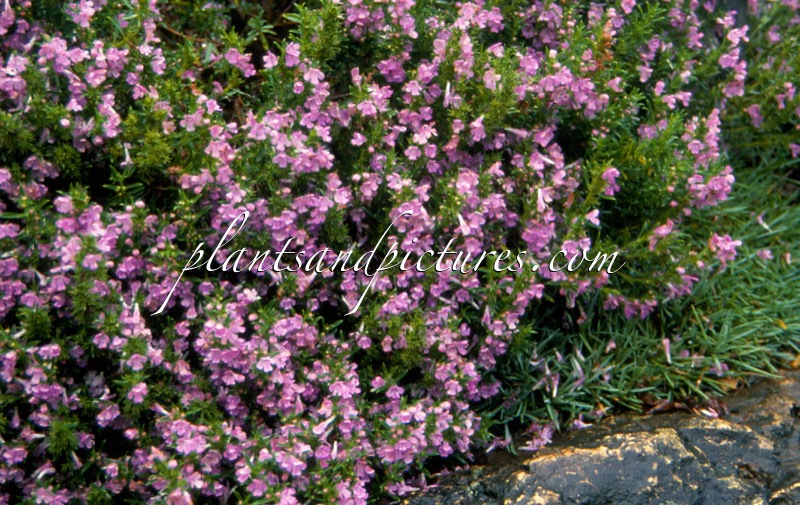 Satureja montana subsp. illyrica