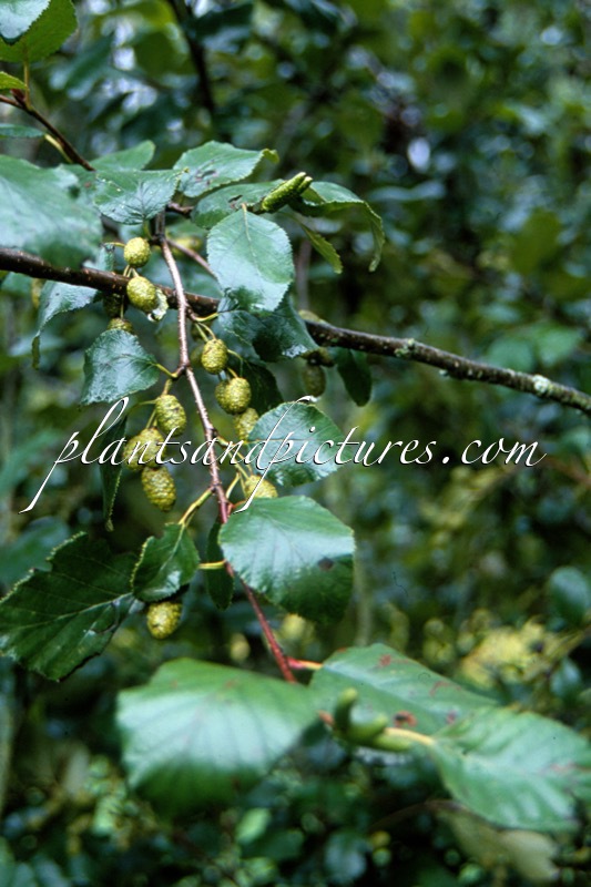 Alnus alnobetula subsp. sinuata
