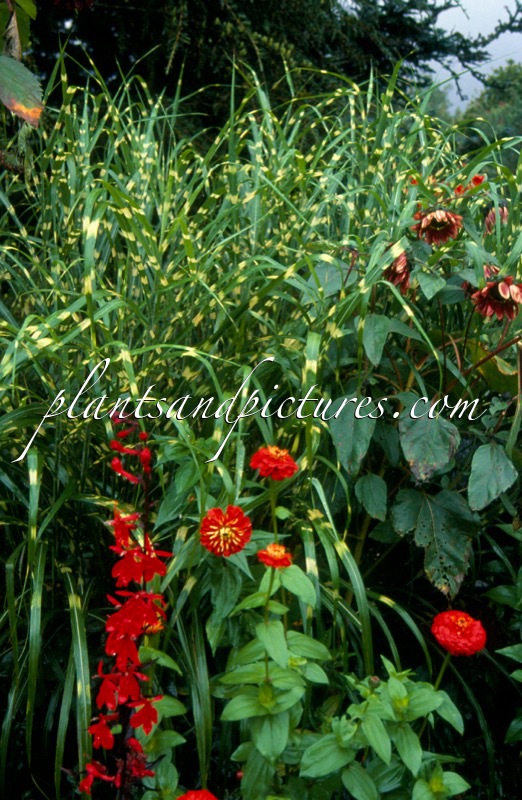 Miscanthus sinensis ‘Zebrinus’