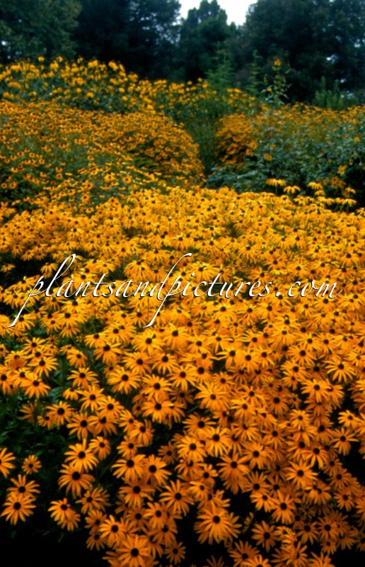 Rudbeckia fulgida ‘Goldsturm’