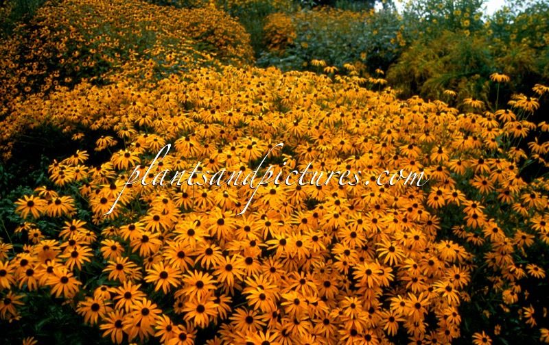 Rudbeckia fulgida ‘Goldsturm’
