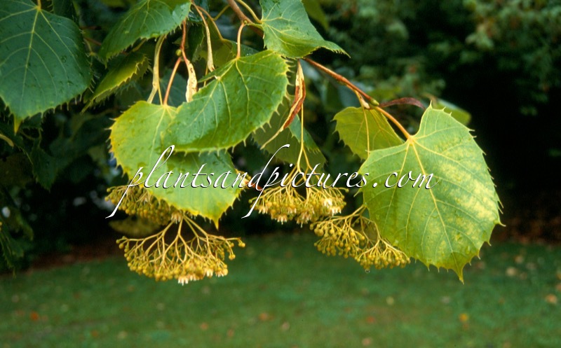 Tilia henryana