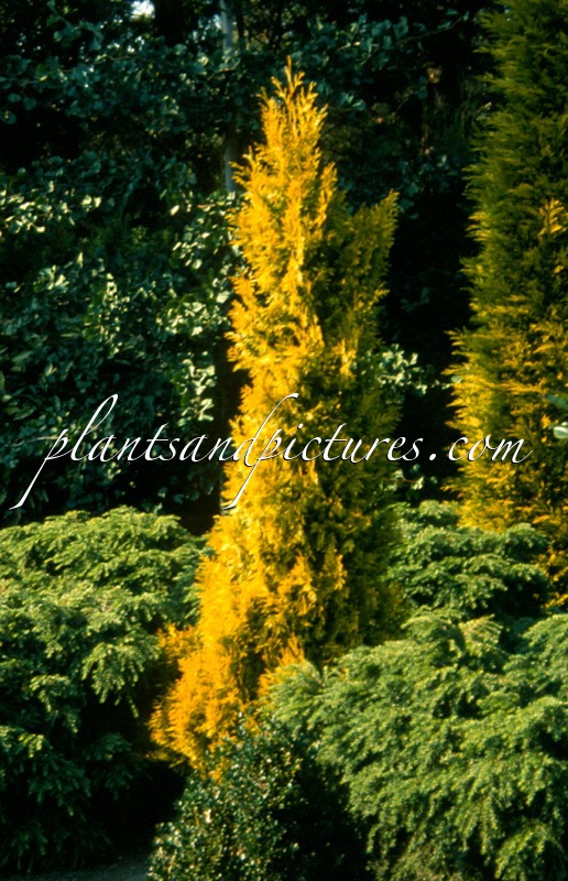 Thuja plicata ‘Daniellow’