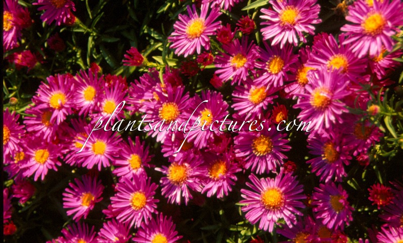 Aster ‘Alice Haslam’