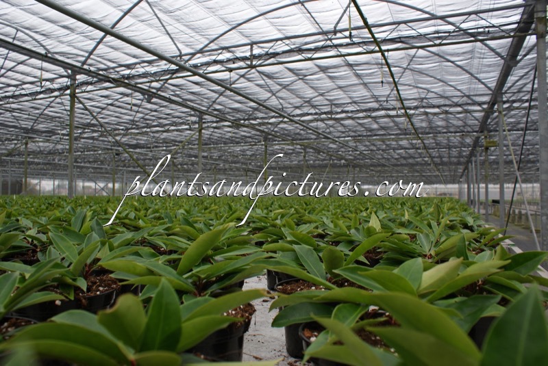 Skimmia japonica subsp. reevesiana