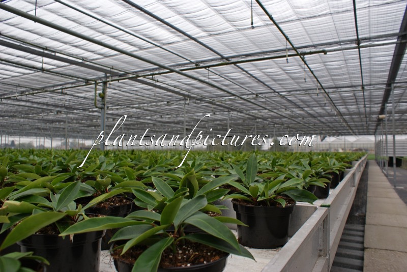 Skimmia japonica subsp. reevesiana