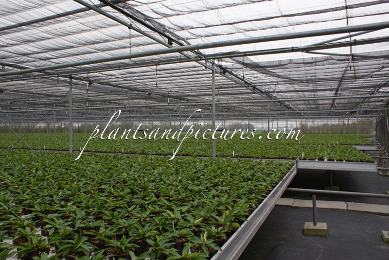 Skimmia japonica subsp. reevesiana