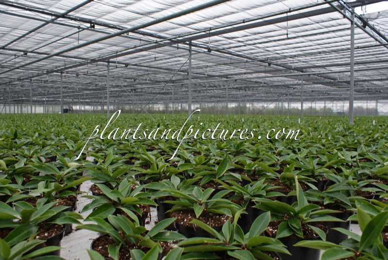 Skimmia japonica subsp. reevesiana