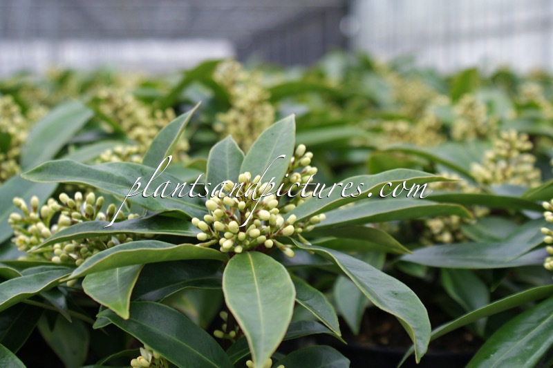 Skimmia japonica subsp. reevesiana