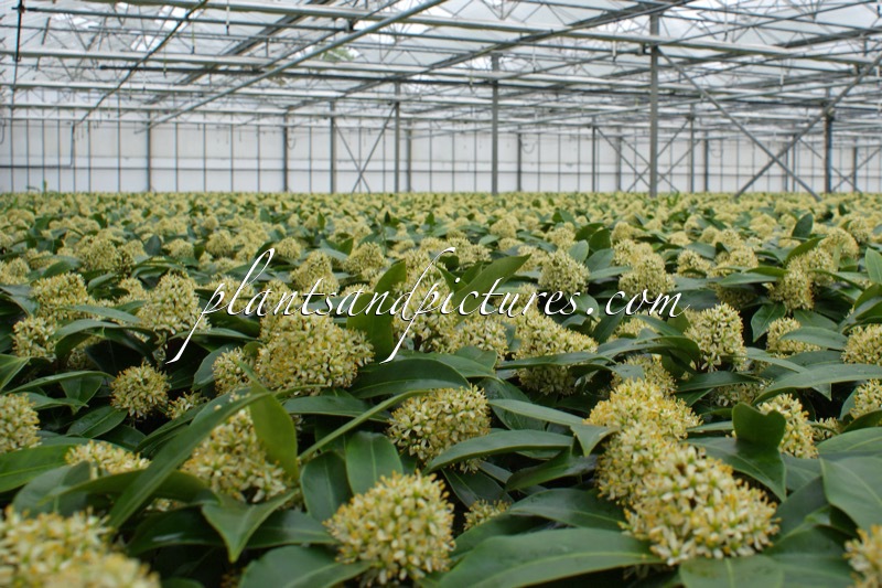Skimmia japonica subsp. reevesiana