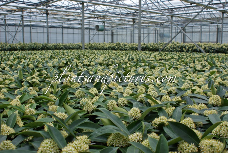 Skimmia japonica subsp. reevesiana