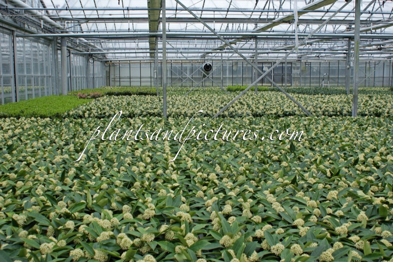 Skimmia japonica subsp. reevesiana