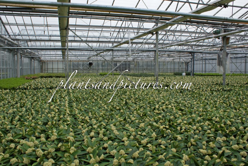 Skimmia japonica subsp. reevesiana