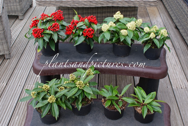 Skimmia japonica subsp. reevesiana