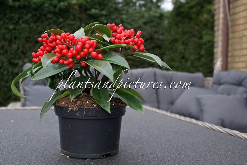 Skimmia japonica subsp. reevesiana