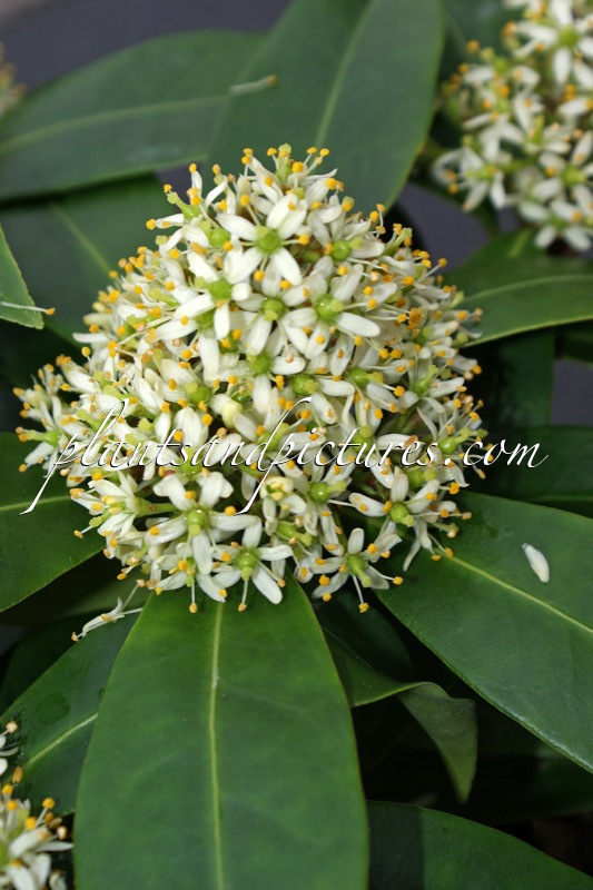 Skimmia japonica subsp. reevesiana