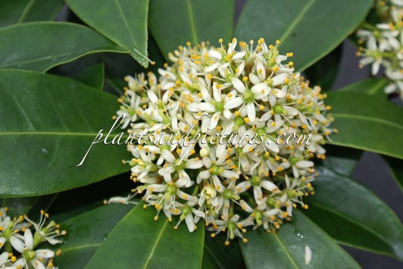 Skimmia japonica subsp. reevesiana