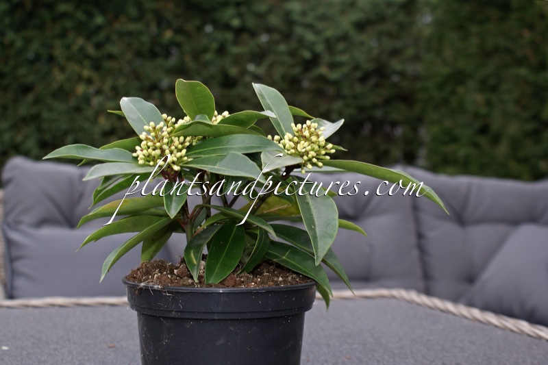 Skimmia japonica subsp. reevesiana