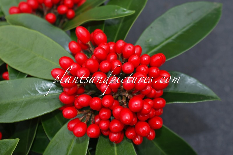 Skimmia japonica subsp. reevesiana