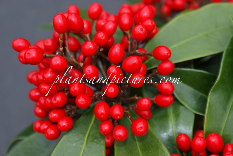 Skimmia japonica subsp. reevesiana