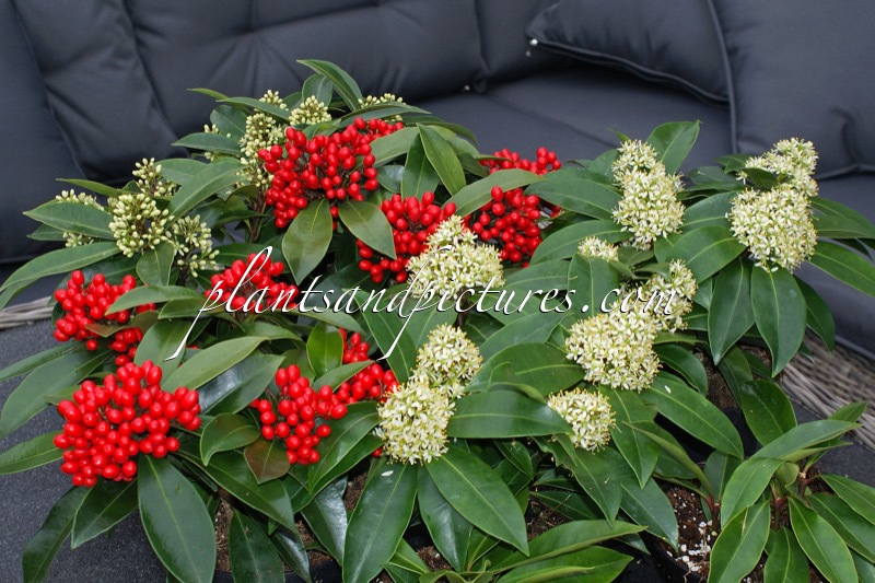 Skimmia japonica subsp. reevesiana
