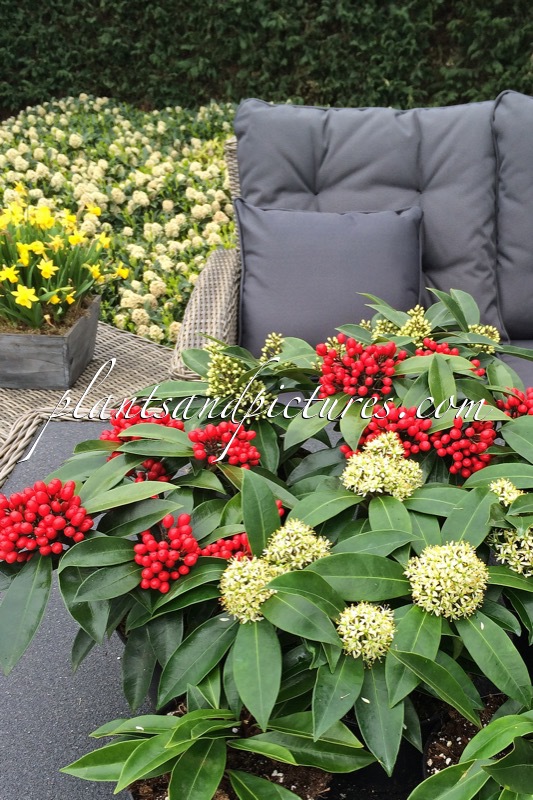 Skimmia japonica subsp. reevesiana