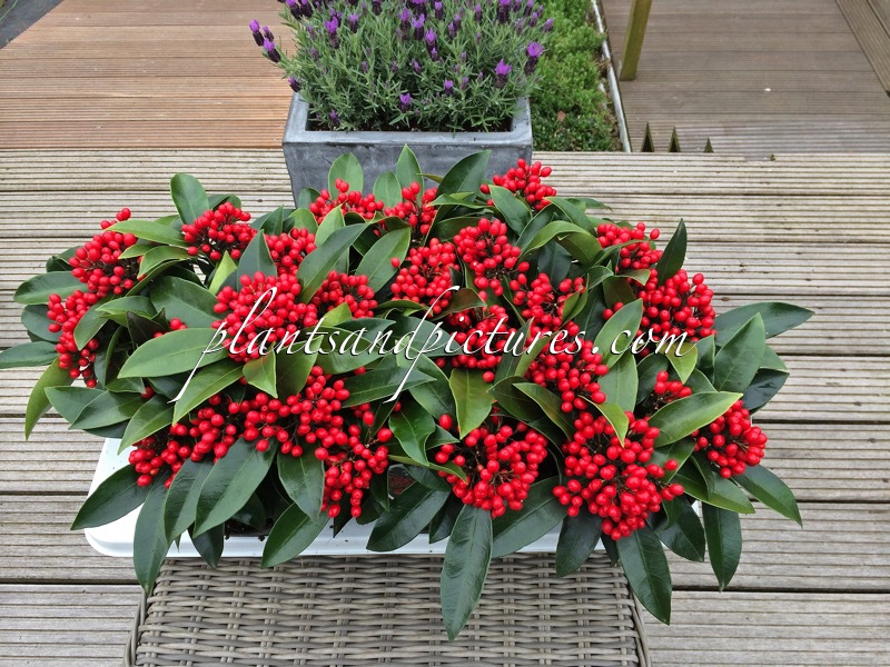 Skimmia japonica subsp. reevesiana