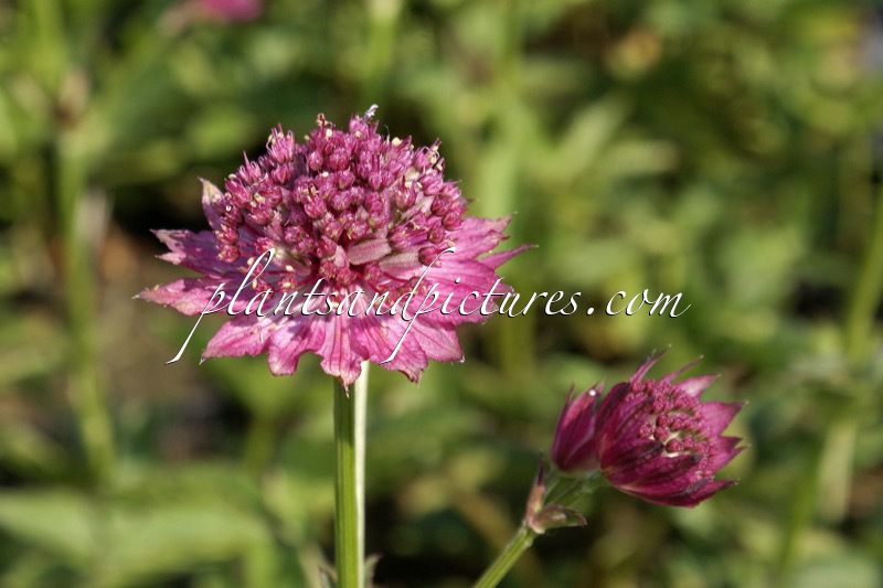 Astrantia major ‘Roma’