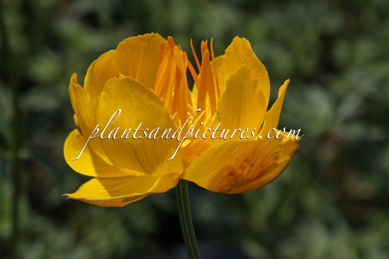 Trollius ‘Etna’