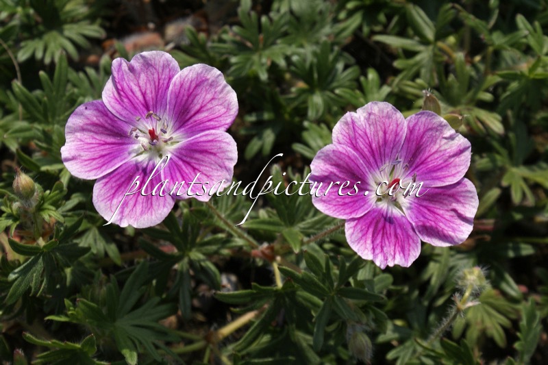 Geranium sanguineaum ‘Elka’