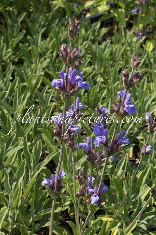 Salvia lavandulifolia