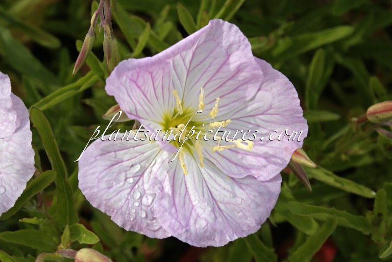 Oenothera speciosa ‘Siskiyou’