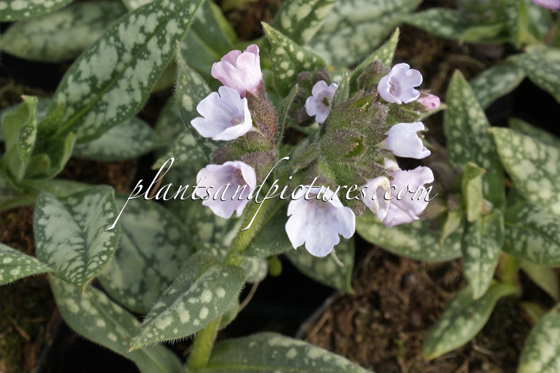 Pulmonaria ‘Ocupol’ (OPAL)