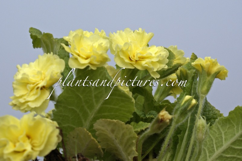 Primula ‘Sunshine Suzie’