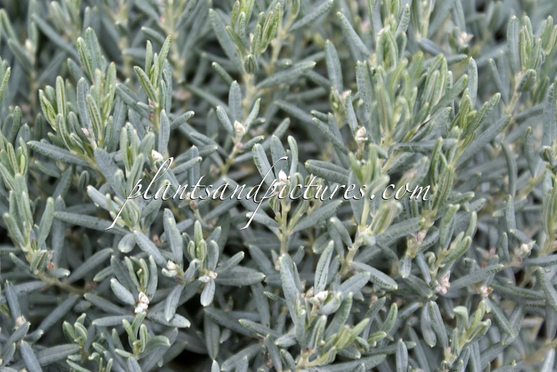 Andromeda polifolia ‘Blue Lagoon’