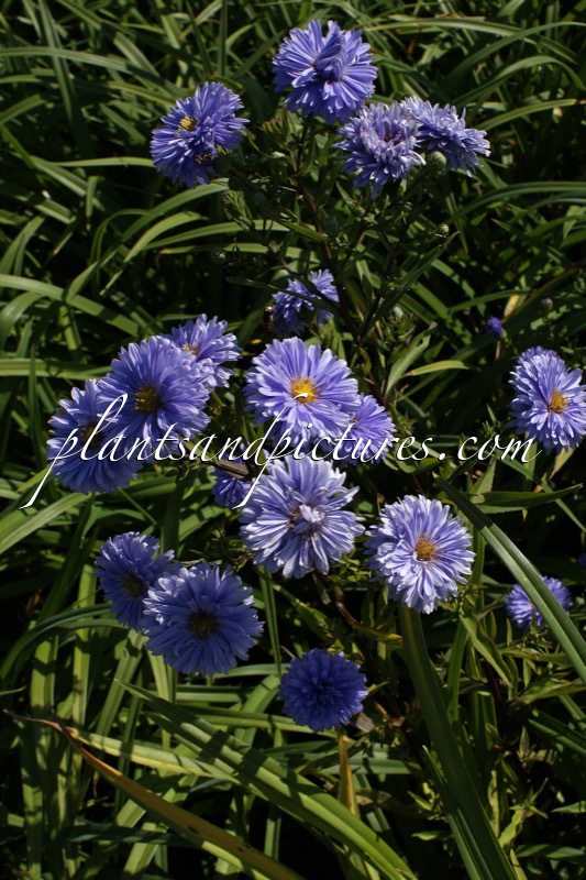 Aster novi-belgii ‘Marie Ballard’
