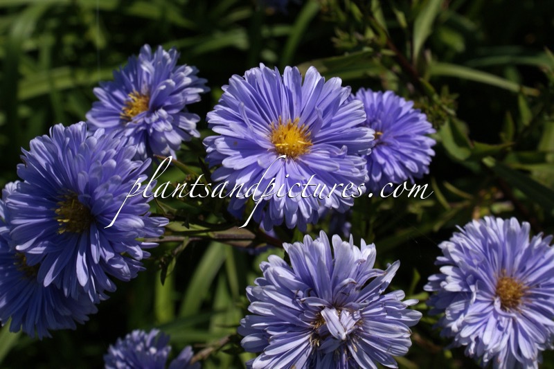 Aster novi-belgii ‘Marie Ballard’