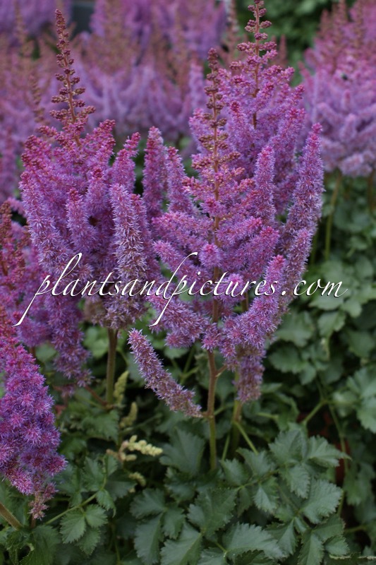 Astilbe ‘Purple Rain’